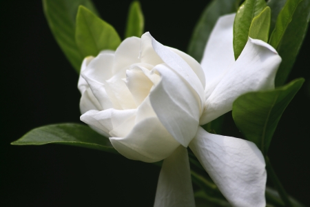Gardenia Bloomの写真素材
