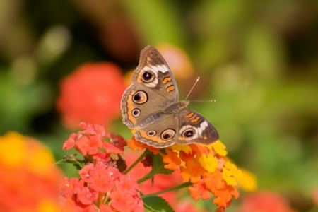 Common Buckeye Butterfly on Flowersの写真素材