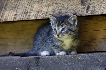 Kitten Sitting on a Ledgeの写真素材