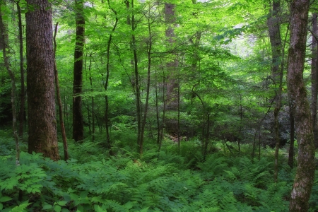 Joyce Kilmer Forest