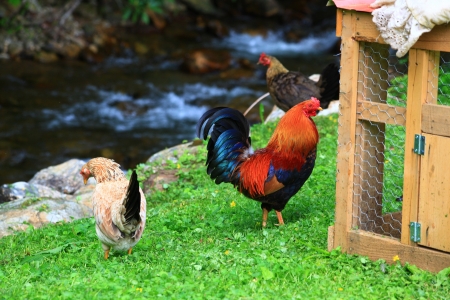 Wellsummers Rooster in the Yardの写真素材