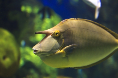 Unicorn Fish
