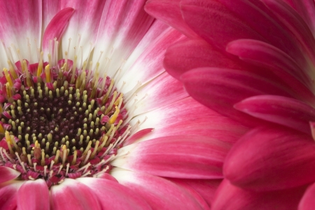 Dark Pink Gerber Daisyの写真素材