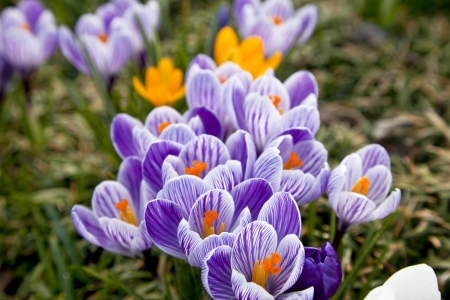 Purple and White Crocus in the Spring
