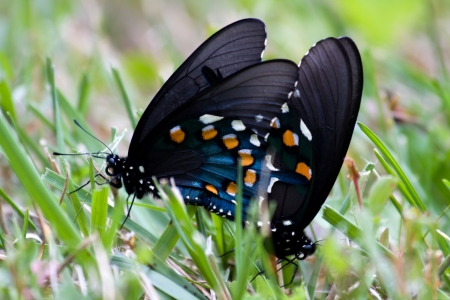 Swallowtail Butterflies Matingの写真素材