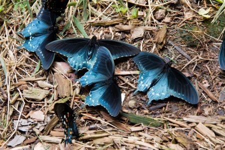 Pipevine Swallowtail Butterflies Eating Saltの写真素材