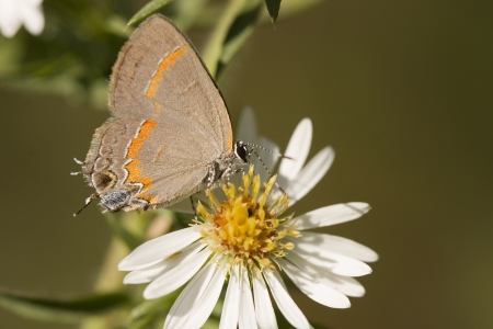 Hairstreak Butterfly on a Little Daisyの写真素材