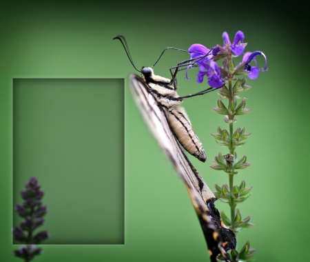 Butterfly Greeting Cardの写真素材