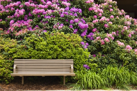 Park Bench and Spring Rhododendronの写真素材