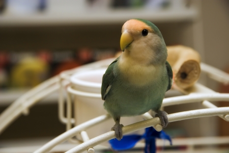 Lovebird on Play Gymの写真素材