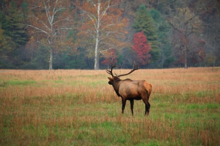 Elk Buglingの写真素材