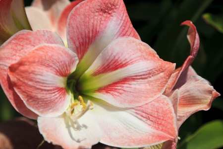 Pink Amaryllisの写真素材