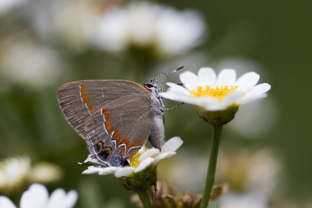 Hairstreak Butterfly on a Little Daisyの写真素材