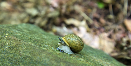 Snail crawling on a rockの写真素材