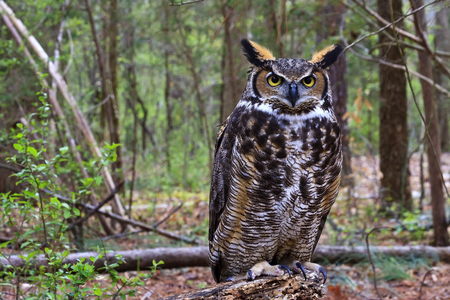 Great Horned Owl Standing on a Tree Logの写真素材