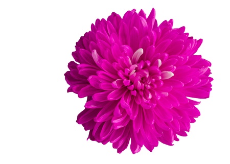 single bright pink dahlia flower blossom isolates on white backgroundの写真素材