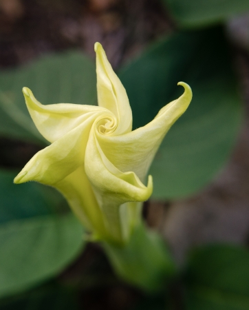 yellow star shaped angel s trumpet moon flower closed with green leavesの写真素材