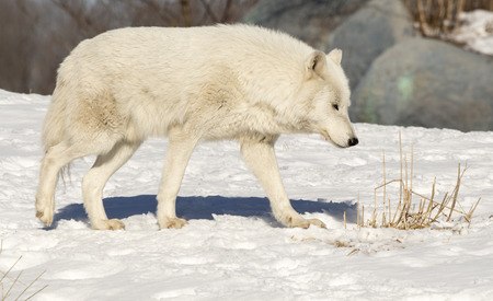 Arctic Wolf Walking In The Snow