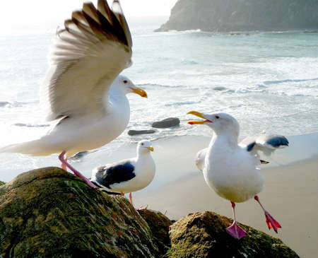 Animated seagulls performing on rock の写真素材