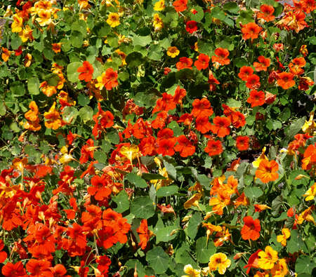 Red and yellow flowering bushの写真素材