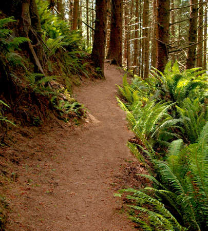 Hiking trail through forest and fern foliage