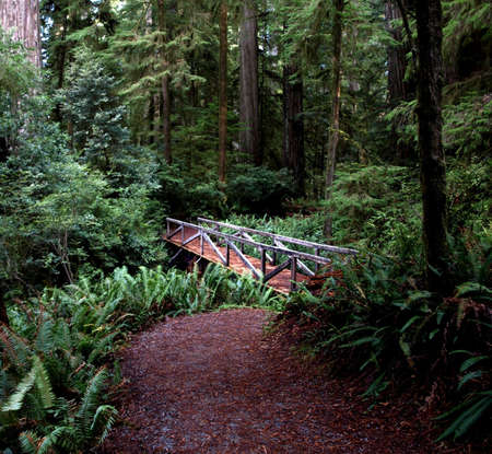 Footpath leading to wooden bridge over stream in forest