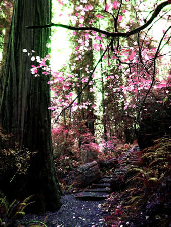 Walking path leading through colorful foliage in the forest