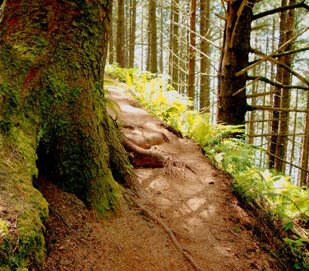 Close up of mossy redwood tree bark and roots, path through the forest