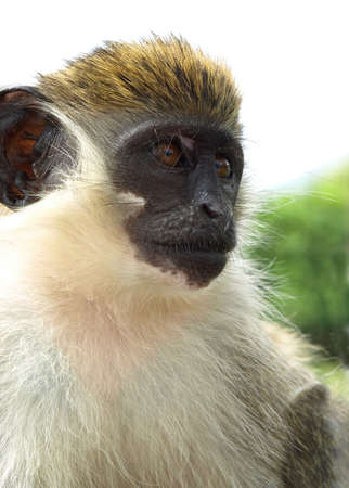 Close-up of playful green vervet monkey in St. Kittsの写真素材