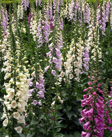 A field bursting with coloring lilac and lavender spring flowersの写真素材