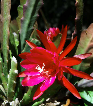 A colorful red cactus flower in bloomの写真素材