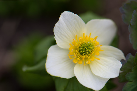 Globeflower in Glacier National Parkの写真素材