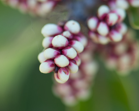 Sugarbush Flower Buds on the Pacific Crest Trail in San Diego Countyの写真素材