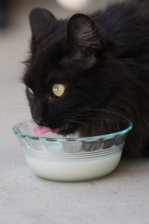 Black Long Haired Cat Drinking Milk Tongue Sticking Out. Glass bowl of milk.の写真素材