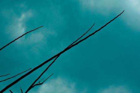 abstract branch of tree on sky backgroundの写真素材
