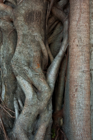 detail old brown roots pattern backgrounds