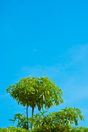 tree and many leaves on blue sky backgroundsの写真素材