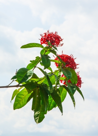 red flower isolated on cloudy sky backgroundsの写真素材