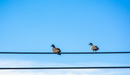 two birds black couple at wire on blue skyの写真素材