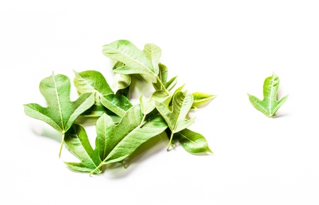 many leaves pattern isolated on white backgroundsの写真素材