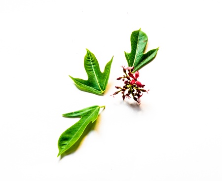 three leaves and red flower isolated on white backgroundsの写真素材