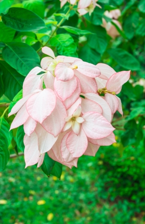 pink white blooming flower on natural parkの写真素材