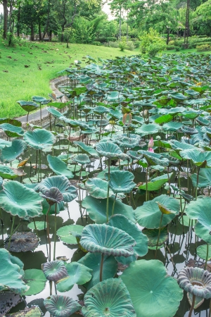 lotus leaves pattern at old pool canal in forestの写真素材