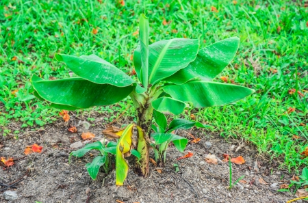 small banana tree on natural groundの写真素材