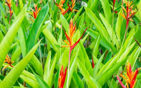 red flower and green leaves pattern detailの写真素材