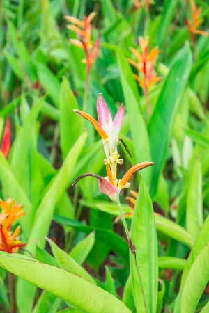 close up pink flower and green leaves pattern detailの写真素材
