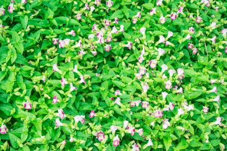 purple flower pattern and green leaves surfaceの写真素材