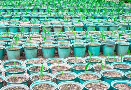 close up plant in green Pot cultivation pattern detail on groundの写真素材