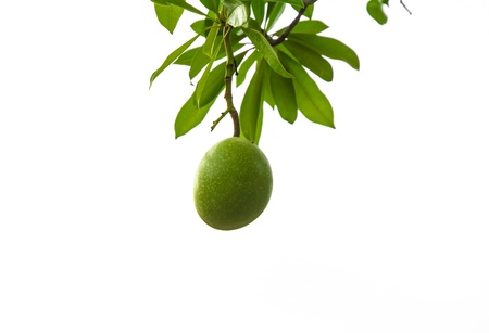 abstract green fruit on tree isolated at white sky