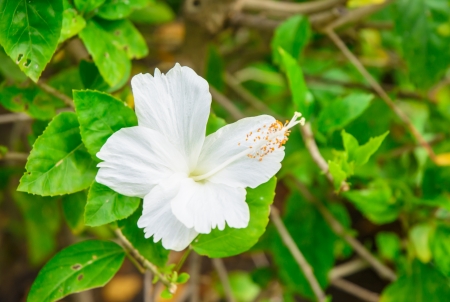 close up white flower on natural backgroundsの写真素材